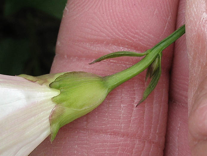 Detailed Picture 5 of Pacific False Bindweed