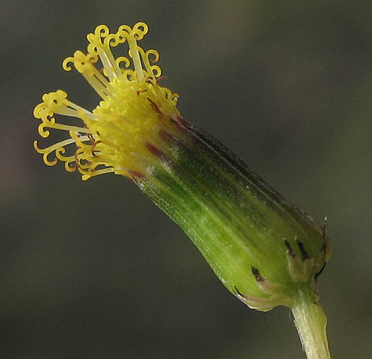 Detailed Picture 2 of Common Groundsel