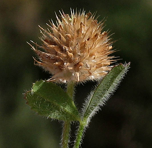 Detailed Picture 7 of Small-head Clover