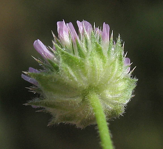 Detailed Picture 3 of Small-head Clover