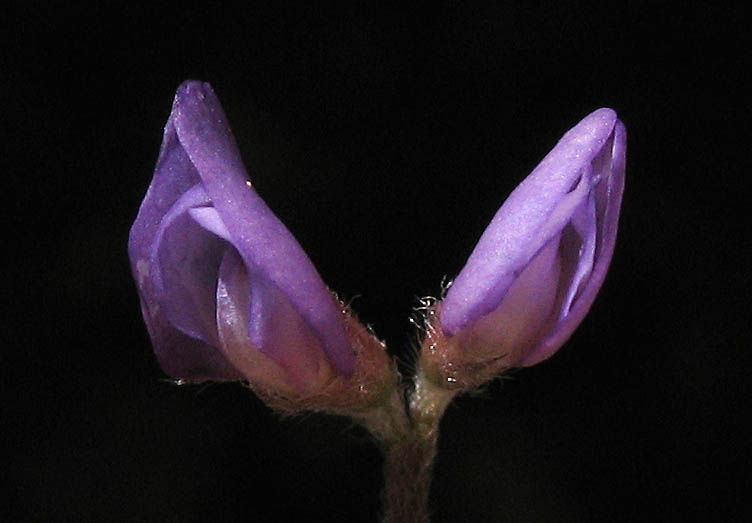 Detailed Picture 2 of Slender Vetch