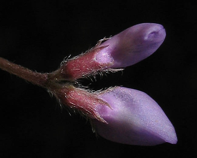 Detailed Picture 3 of Slender Vetch