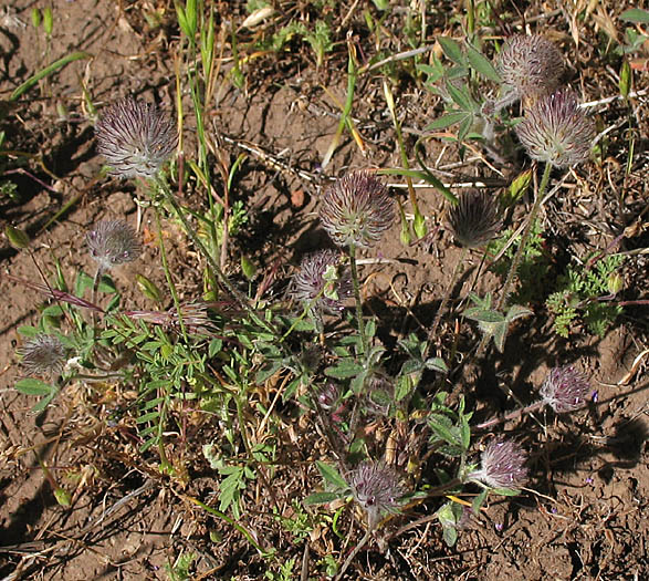 Detailed Picture 6 of Rancheria Clover