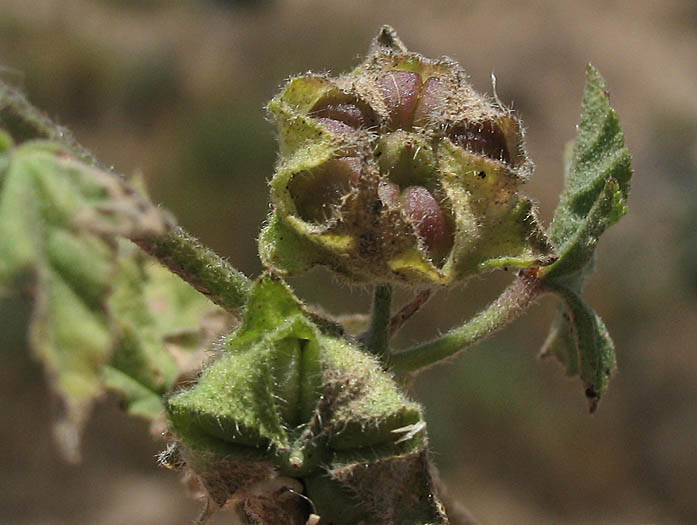 Detailed Picture 5 of Cretan Mallow
