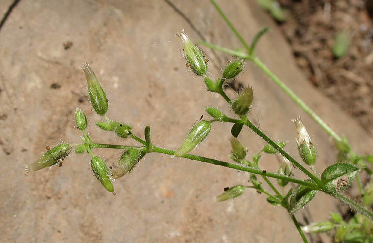 Detailed Picture 7 of Mouse-eared Chickweed