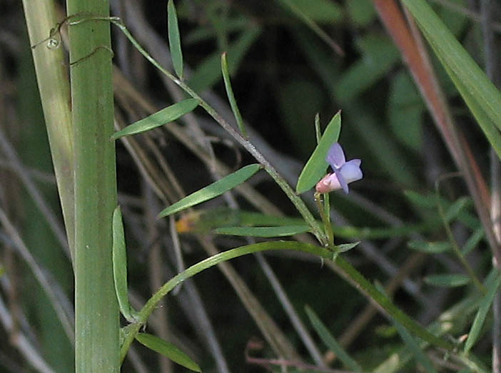 Detailed Picture 5 of Slender Vetch