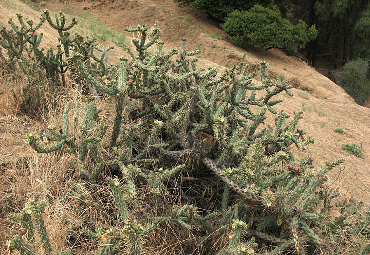 Detailed Picture 7 of Cane Cholla