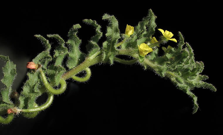 Detailed Picture 5 of Small Evening Primrose