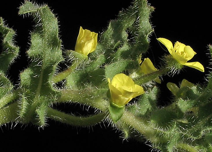 Detailed Picture 4 of Small Evening Primrose