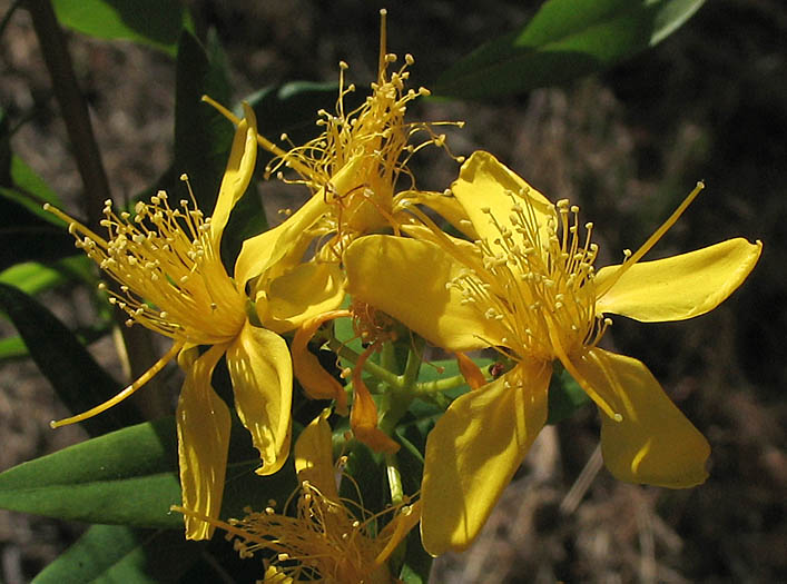 Detailed Picture 1 of St. John's Wort
