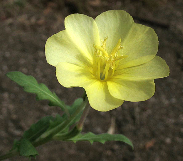 Detailed Picture 2 of Cut-leaved Evening Primrose