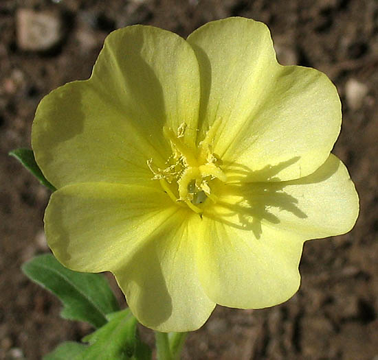 Detailed Picture 1 of Cut-leaved Evening Primrose