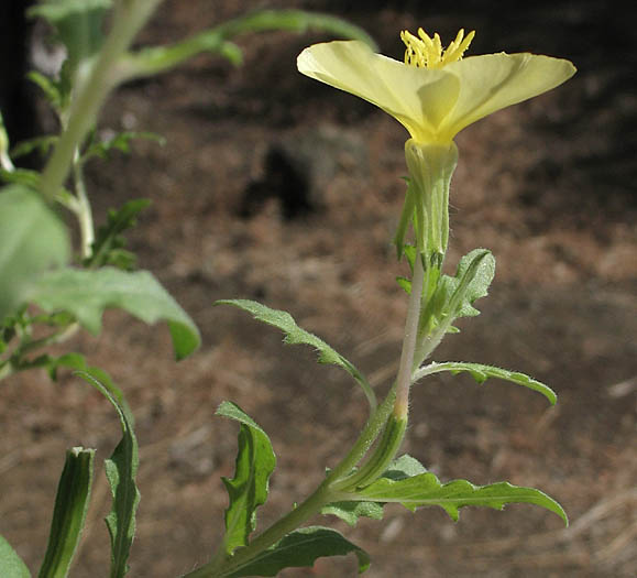 Detailed Picture 4 of Cut-leaved Evening Primrose