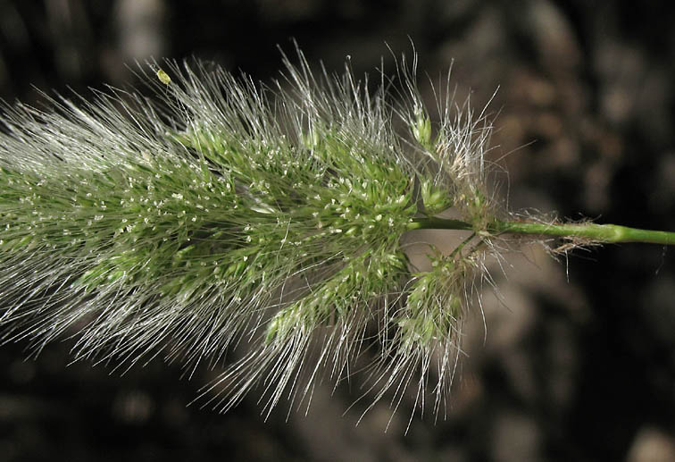 Detailed Picture 2 of Rabbitsfoot Grass