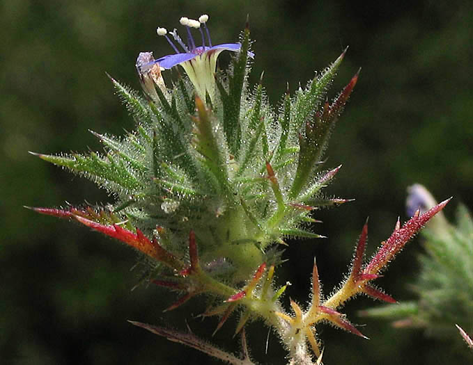 Detailed Picture 3 of Downy Navarretia