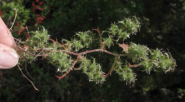 Detailed Picture 6 of Slender-flowered Hooked Navarretia