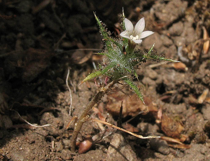 Detailed Picture 3 of Slender-flowered Hooked Navarretia