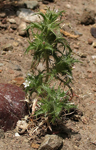Detailed Picture 5 of Slender-flowered Hooked Navarretia