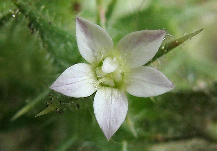 Detailed Picture 1 of Slender-flowered Hooked Navarretia