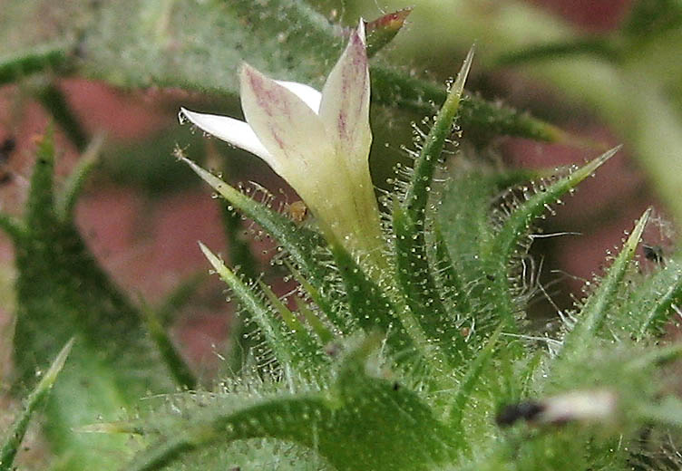 Detailed Picture 2 of Slender-flowered Hooked Navarretia