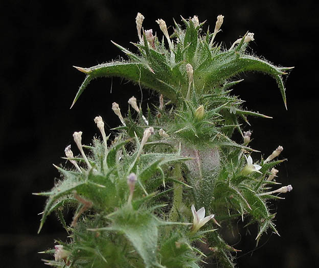Detailed Picture 4 of Slender-flowered Hooked Navarretia