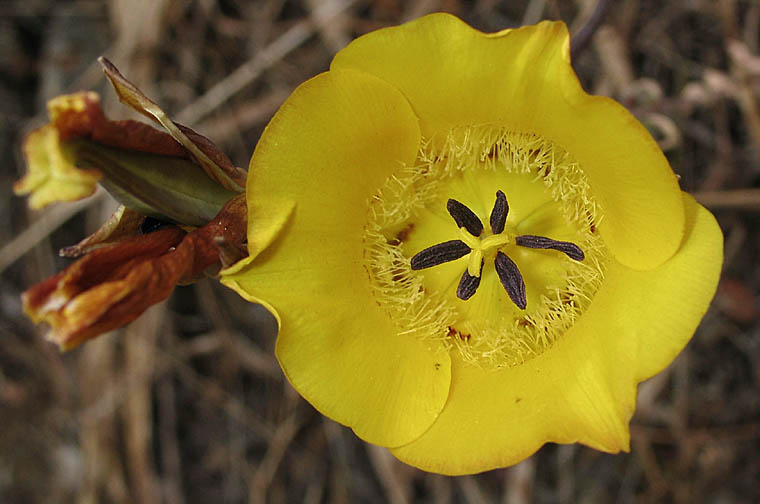 Detailed Picture 1 of Slender Mariposa Lily