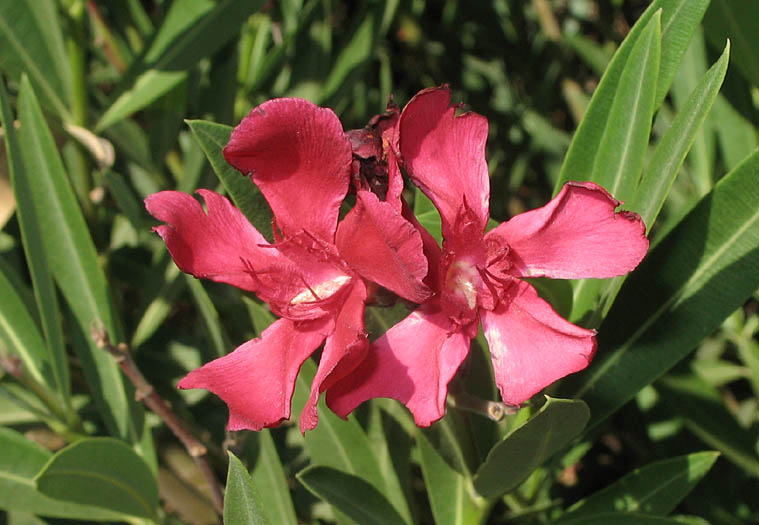 Detailed Picture 2 of Oleander
