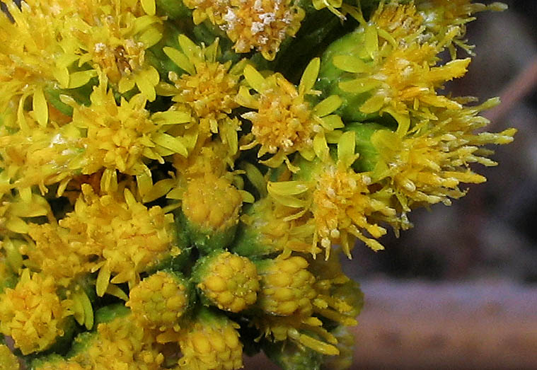 Detailed Picture 1 of California Goldenrod
