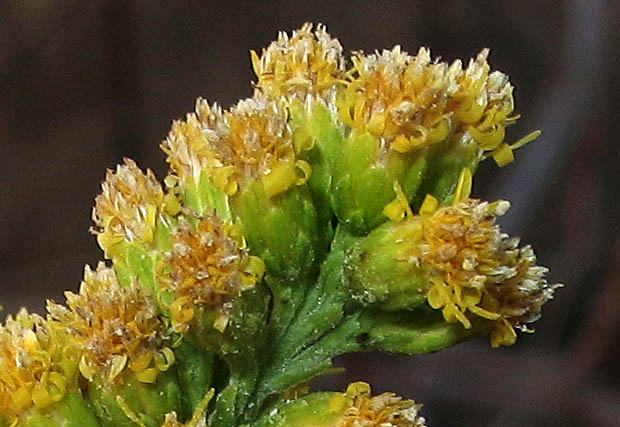 Detailed Picture 2 of California Goldenrod