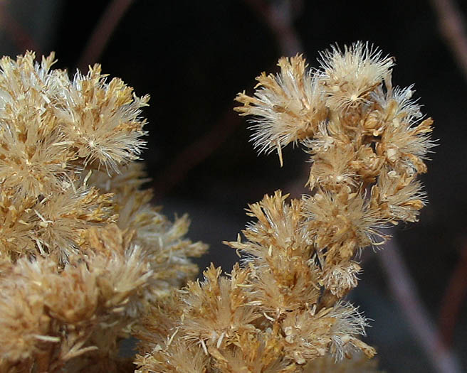 Detailed Picture 9 of California Goldenrod