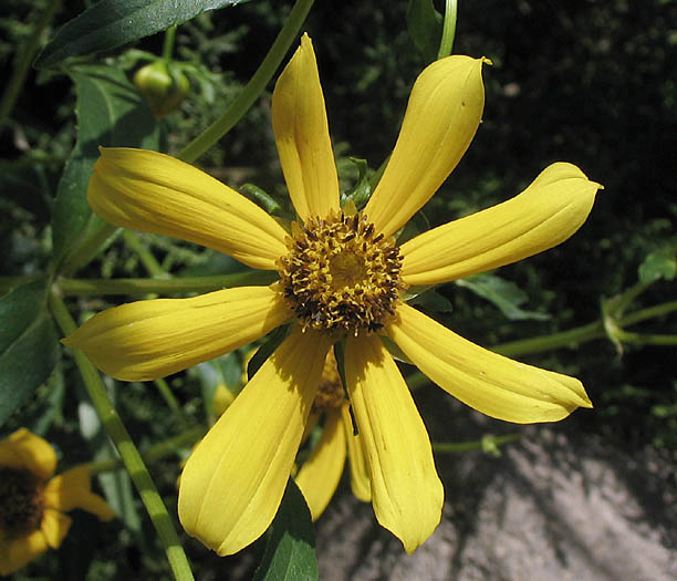 Detailed Picture 1 of Bur-Marigold