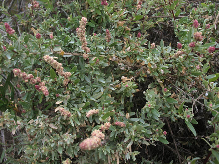 Detailed Picture 5 of Swamp Saltbush