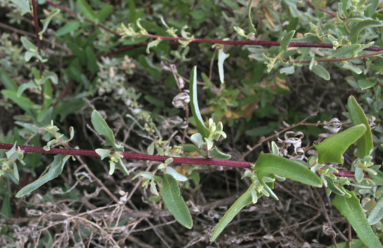 Detailed Picture 4 of Swamp Saltbush