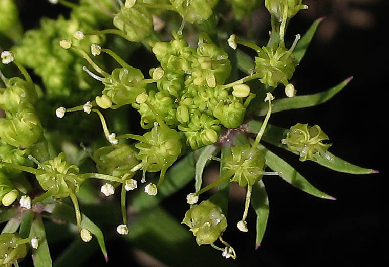 Detailed Picture 1 of Shiny Lomatium