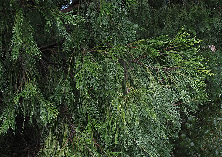 Detailed Picture 6 of Incense Cedar