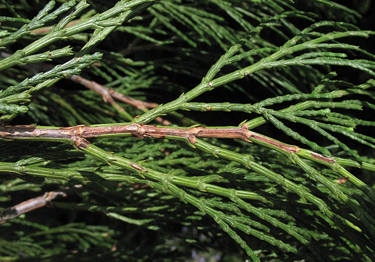 Detailed Picture 5 of Incense Cedar