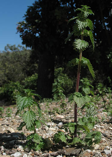 Detailed Picture 6 of Dwarf Nettle