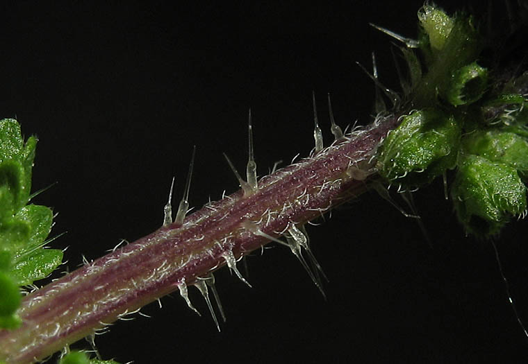 Detailed Picture 7 of Dwarf Nettle