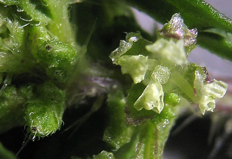 Detailed Picture 2 of Dwarf Nettle