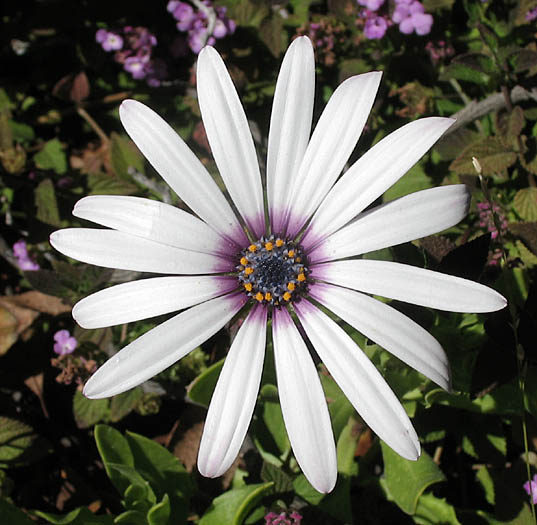 Detailed Picture 1 of Trailing African Daisy