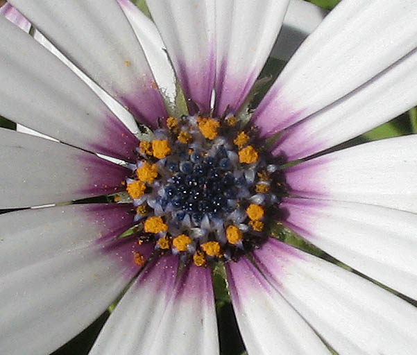 Detailed Picture 2 of Trailing African Daisy