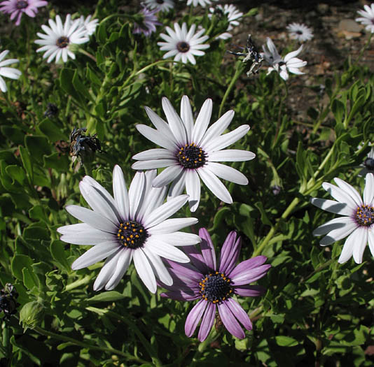 Detailed Picture 4 of Trailing African Daisy