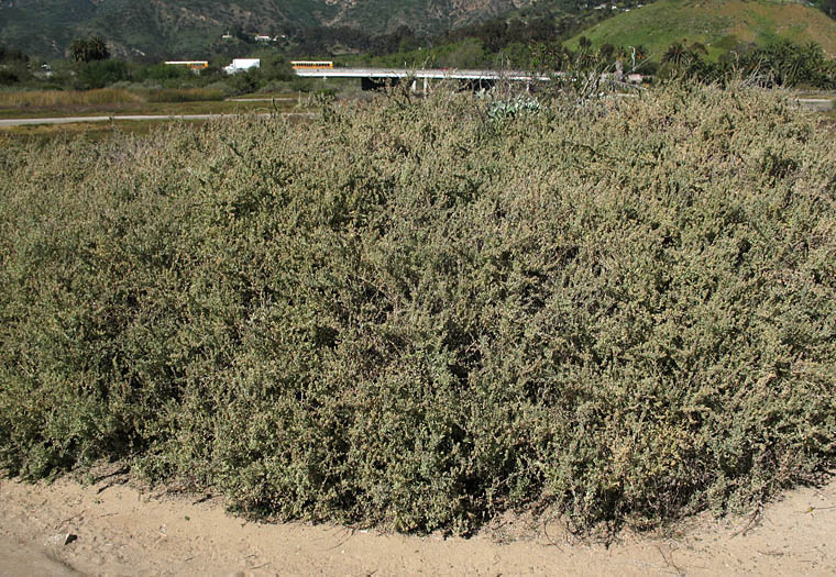 Detailed Picture 7 of Swamp Saltbush
