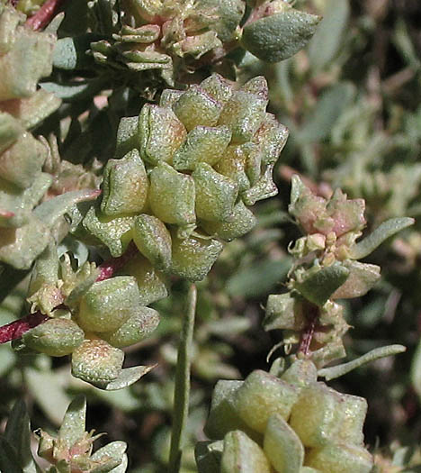 Detailed Picture 9 of Swamp Saltbush
