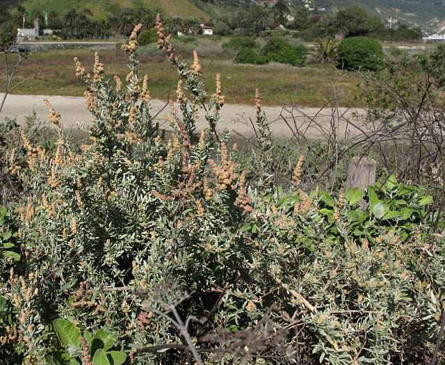 Detailed Picture 6 of Swamp Saltbush