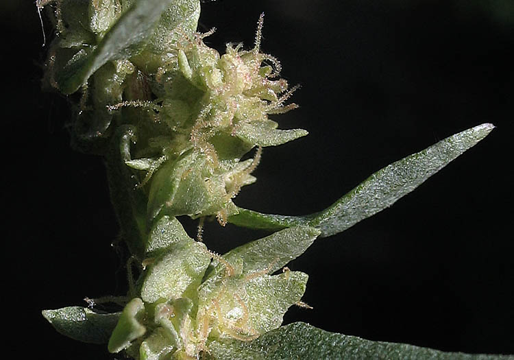 Detailed Picture 3 of Swamp Saltbush