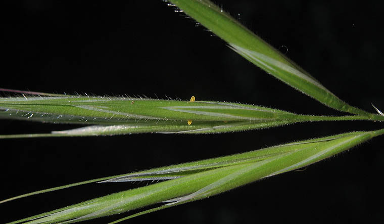 Detailed Picture 1 of Red Brome