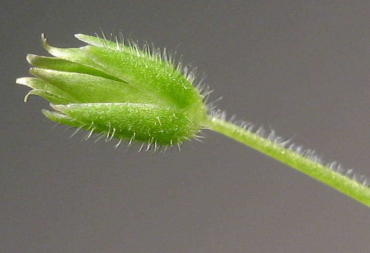 Detailed Picture 6 of Lesser Chickweed