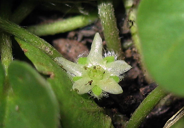 Detailed Picture 2 of Asian Ponysfoot