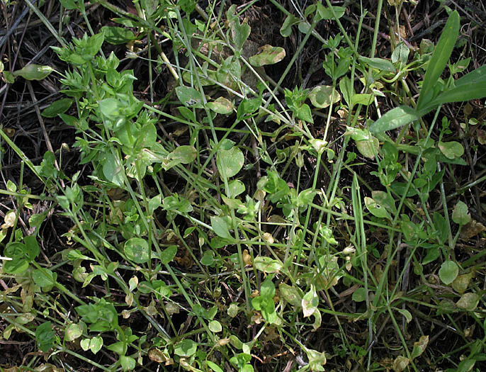 Detailed Picture 5 of Lesser Chickweed